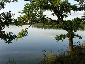 rybník Svět Třeboň
